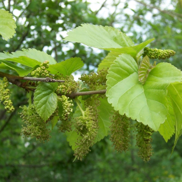 Eperfafélék